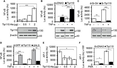 Tip110/SART3-Mediated Regulation of NF-κB Activity by Targeting IκBα Stability Through USP15